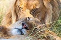 Sleeping lioness and a male lion in the grass Royalty Free Stock Photo