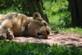 Sleeping Lioness