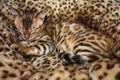 Sleeping little bengal cat Royalty Free Stock Photo