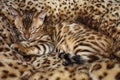 Sleeping little bengal cat