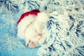 Sleeping little kitten wearing Santa Claus hat Royalty Free Stock Photo