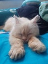 Sleeping little persian cat