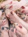 Sleeping little pigs Royalty Free Stock Photo