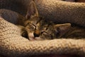 Sleeping little tabby kitten on fluffy pillow