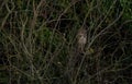 Sleeping long eared owl in some bushes