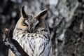Sleeping Long-eared Owl