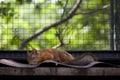 Sleeping long-eared red squirrel at Zoo near Yalta, Crimea. Animals and Mammals in Zoos