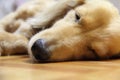 Sleeping long hair dachshund