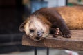 Sleeping luwak Royalty Free Stock Photo