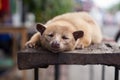 Sleeping luwak Royalty Free Stock Photo