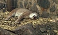 Sleeping lynx in a zoo. Wild cat resting in cage.