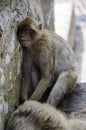 The sleeping Macaque on Gibraltar, Europe