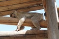 Sleeping Macaque Monkey