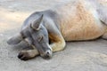 Sleeping male australian red kangaroo