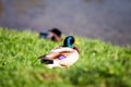 Sleeping male duck on green grass near water