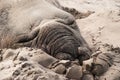 Sleeping male elephant seal on a beach Royalty Free Stock Photo