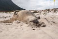 Sleeping male elephant seal on a beach Royalty Free Stock Photo