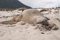 Sleeping male elephant seal on a beach