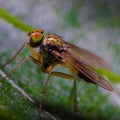 sleeping male fruit fly