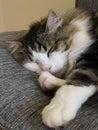 sleeping male longhair tabby cat curled up on a sofa