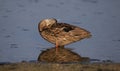 The Sleeping Mallard Duck Royalty Free Stock Photo