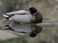 Sleeping Mallard Duck Royalty Free Stock Photo