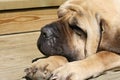 Sleeping mastiff