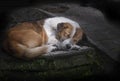 Sleeping mature dog on concrete steps