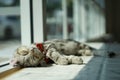 Sleeping Meaow Royalty Free Stock Photo
