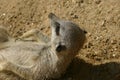 Meerkat waking up Royalty Free Stock Photo