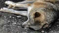 Sleeping mongolian wolf 1 Royalty Free Stock Photo