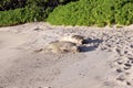 Sleeping monk seals on the beach