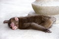 Sleeping monkey