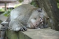 Sleeping monkey