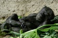Sleeping monkey Royalty Free Stock Photo