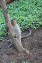 A Sleeping Monkey stands at a Tree in a Garden Royalty Free Stock Photo