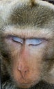 Sleeping Monkey Royalty Free Stock Photo