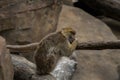 Sleeping monkey in vienna zoo