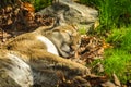 Sleeping Mountain Lion