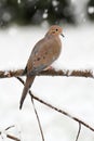 Sleeping Mourning Dove in Snow Royalty Free Stock Photo