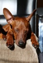 The sleeping muzzle of a dog. The pet is resting.