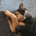 Sleeping Native Indian Breed Puppy