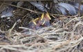 Sleeping nestlings of starling in the nest