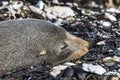 Sleeping New Zealand Fur Seal (Arctocephalus forsteri) Royalty Free Stock Photo