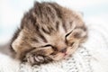 Sleeping newborn baby kitten Royalty Free Stock Photo