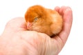 Sleeping newborn chicken sitting in human hand