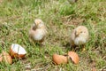 Sleeping newborn chickens around the shell. Royalty Free Stock Photo