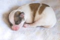 Sleeping newborn Chihuahua puppy Royalty Free Stock Photo