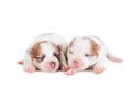 Sleeping Newborn Puppy on White Royalty Free Stock Photo