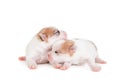 Sleeping Newborn Puppy on White Royalty Free Stock Photo